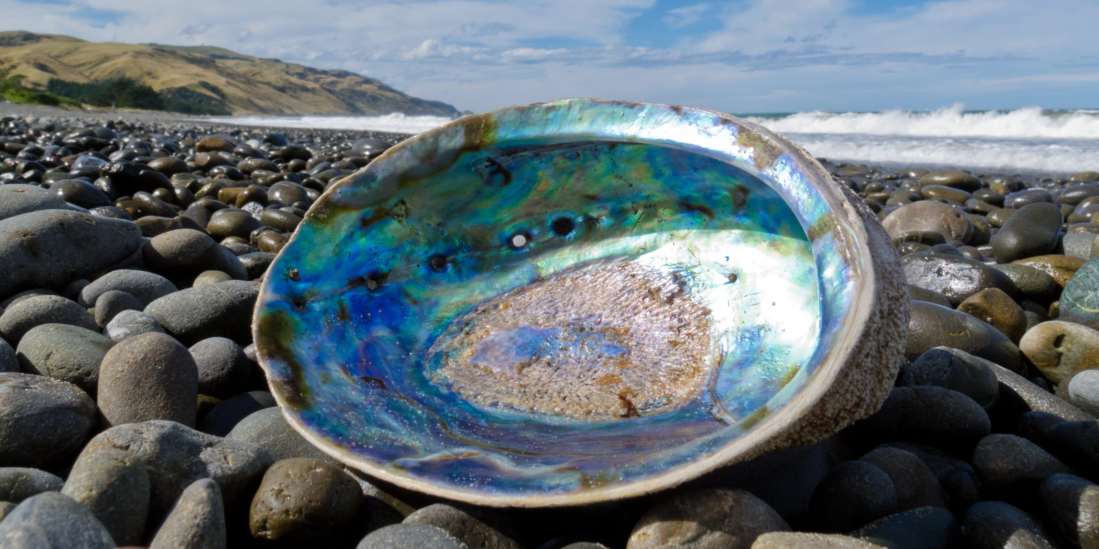 Geheime Macht der Bionik: Was wir wirklich von der Natur lernen können