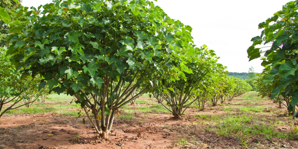 Eine Plantage der Purgiernuss