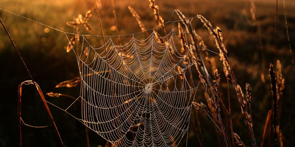 Spinnennetz zwischen Getreide im Abendrot