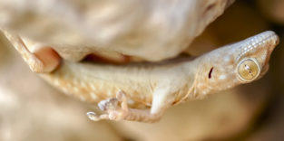 Gecko kopfüber an einem Stein