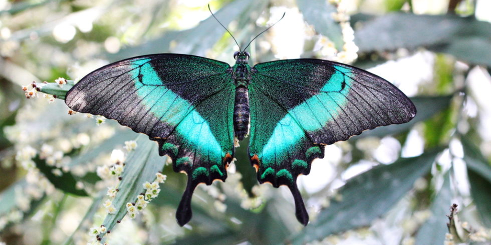 Morphos-Schmetterlin Papilio Palinurus)