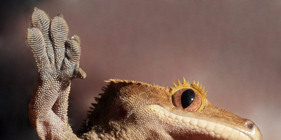 Gecko von unten auf einer Glasplatte