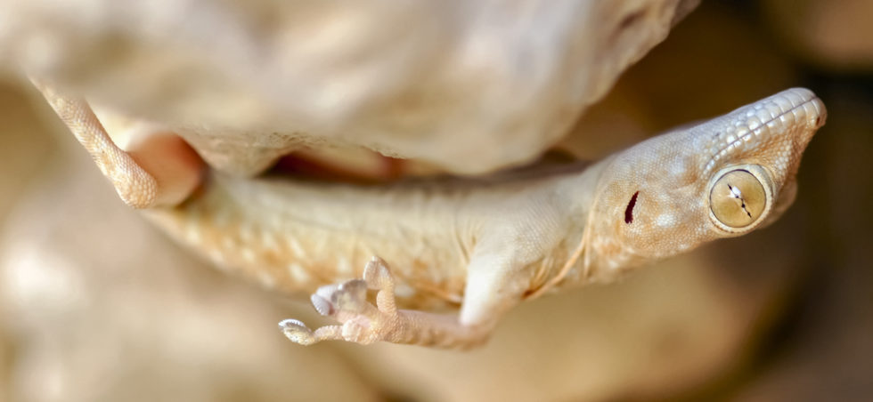 Gecko über Kopf an einem Stein