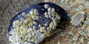 Seepocken auf einer Miesmuschel