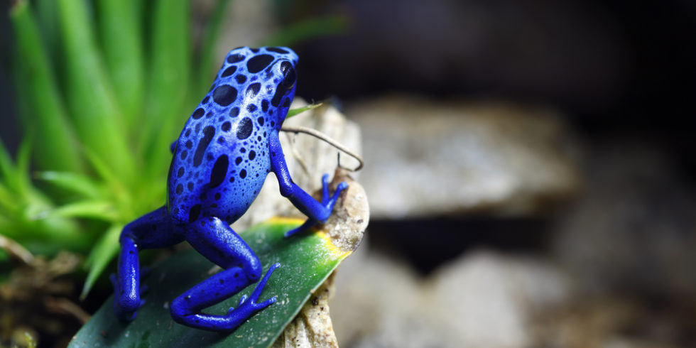 Blauer Pfeilgiftfrosch