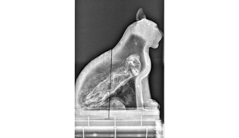 Röntgenbild eines Mumiensacks mit Katze
