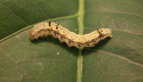 Vor dem Frass: Eine Schmetterlingsraupe der Art Heliothis virescens auf einem Baumwollblatt.