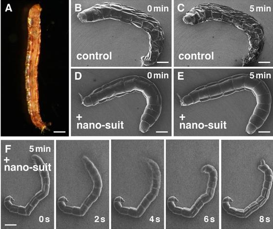 Japanische Wissenschaftler haben entdeckt, dass sich manche Larven durch einen Nano-Schutz vor dem Wasserverlust im Vakuum schützen können (D und E), während andere Larven innerhalb von fünf Minuten vertrocknen (B und C).