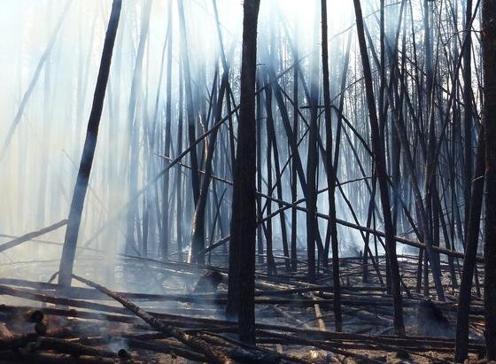 Durch Waldbrände gibt es große Einträge von Holzkohle in den Boden. Doch neue Forschungsergebnisse zeigen, dass die Holzkohle aus dem Boden herausgewaschen und über die Flüsse bis in die Ozeane getragen wird.