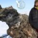 Forscher finden auf Arktisinsel das besterhaltene Mammut der Welt