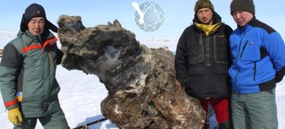 Wissenschaftler der Universität in Jakutsk haben ein ungewöhnlich gut erhaltenes Mammut auf einer sibirischen Insel des arktischen Meeres gefunden.