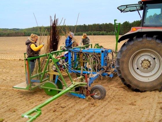 <p>Halb automatisches Bäume pflanzen: Bei Lignovis, einem Betreiber von Kurzumtriebsplantagen, werden Spezialmaschinen eingesetzt, die aus Weiden- oder Pappelruten kurze Stecklinge schneiden und mit einem Stößel in den Boden einbringen. 