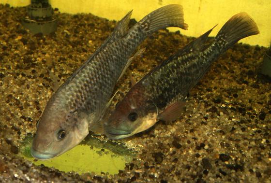 Mosambik-Buntbarsche (Oreochromis mossambicus) leben in trübem Wasser und sind sehr lichtempfindlich. Sie nahmen im Versuch die infrarote Strahlung bis zu einem Spektralbereich von über 930 nm wahr. 