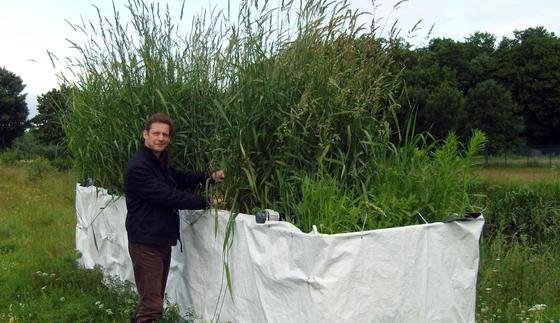 Dr. Ingo Dobner kontrolliert die Bepflanzung der neuartigen Filterversuchsanlage, mit der Arzneimittelreste in Kleinkläranlagen abgebaut werden sollen.