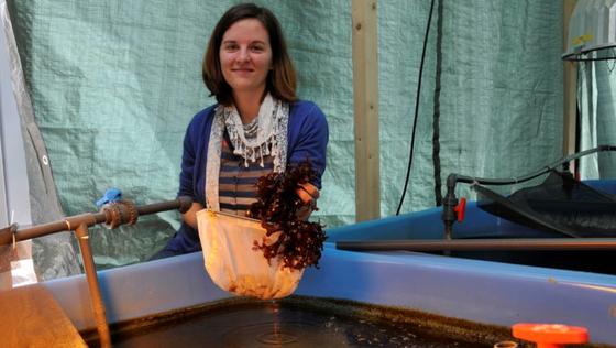 Dr. Britta Grote zeigt im Bremerhavener Alfred-Wegener-Institut Algen, die in großen Wasserbottichen entstehen. Die Algen sollen das Wasser in Aquakulturanlagen sauber halten und zugleich als Rohstoff für die Kosmetik- oder Lebensmittelindustrie dienen. 