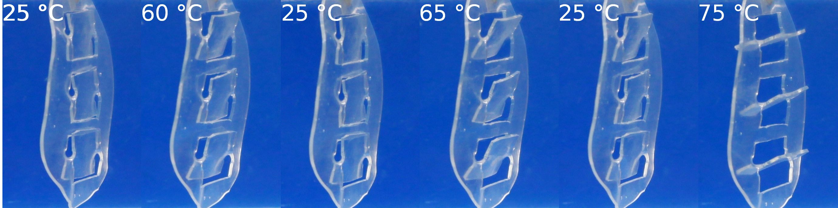 In dem Modell einer Fensterjalousie werden die Polymer-Aktuatoren zum temperaturabhängigen Öffnen und Schließen der Lamellen genutzt.