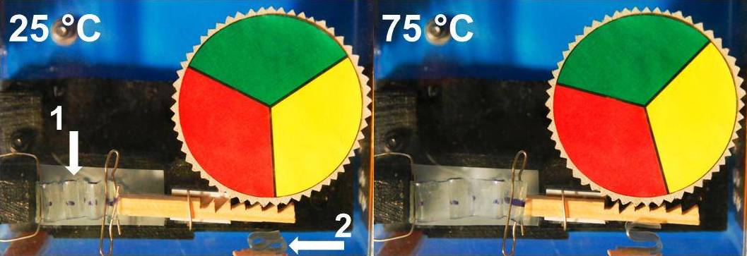 Modell einer Wärmekraftmaschine: Ein Antriebselement (1) aus dem Temperatur-Gedächtnis-Polymer entfaltet sich beim Abkühlen und bewegt damit eine Zahnstange, die wiederum eine Drehscheibe vorantreibt. Beim Erwärmen zieht sich das Antriebselement wieder zusammen und bewegt dabei die Zahnstange zurück. Die Zahnstange wird mittels eines zweiten Elements (2) aus dem reversiblen Temperatur-Gedächtnis-Polymer in der Vorwärtsbewegung gegen das Zahnrad gedrückt, in der Rückwärtsbewegung findet eine Entlastung statt.