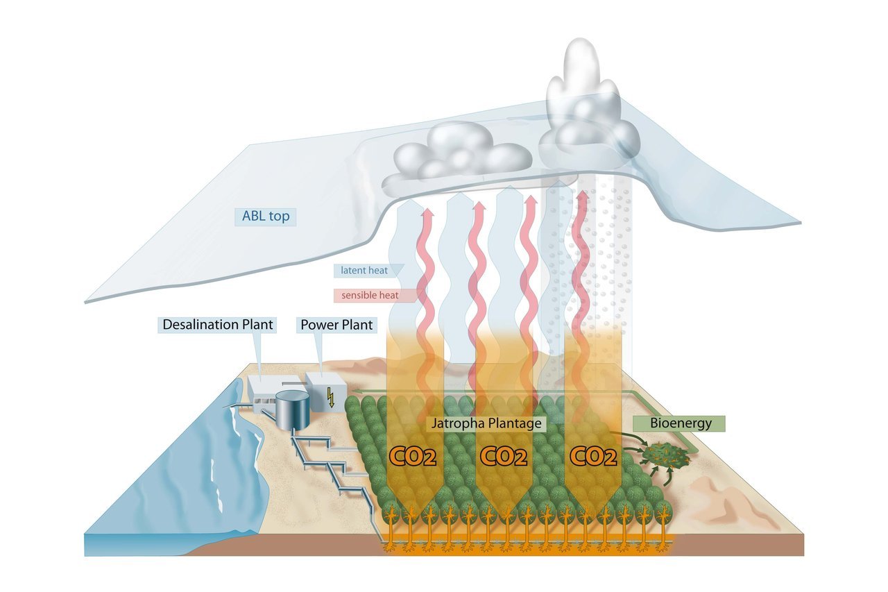 Der Anbau der Purgiernuss auf kargen Wüstenböden liefert Bioenergie, verbessert die Böden und erhöht auch die Wahrscheinlichkeit von Niederschlägen.