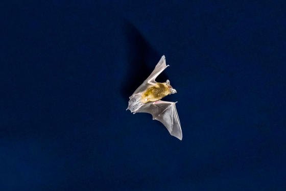 Eine Fledermaus jagt vor dem nächtlichen Himmel nach Insekten. Ein Forschungsprojekt der Uni Hannover zum Fledermaussterben an Windkraftanlagen sorgt unter Naturschützern für Aufruhr. 