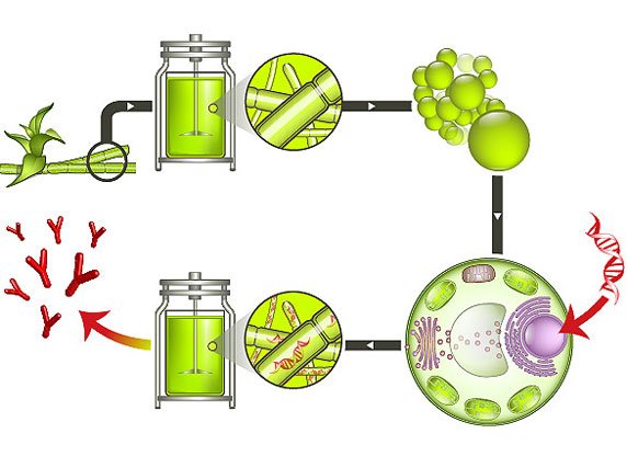 So funktioniert der Moosbioreaktor: In Mooszellen ohne Zellwand wird Fremd-DNA (rot) mit den gewünschten Proteingenen eingeschleust. Die Zellwand wird anschließend wieder aufgebaut und die Moospflanzen kultiviert. 