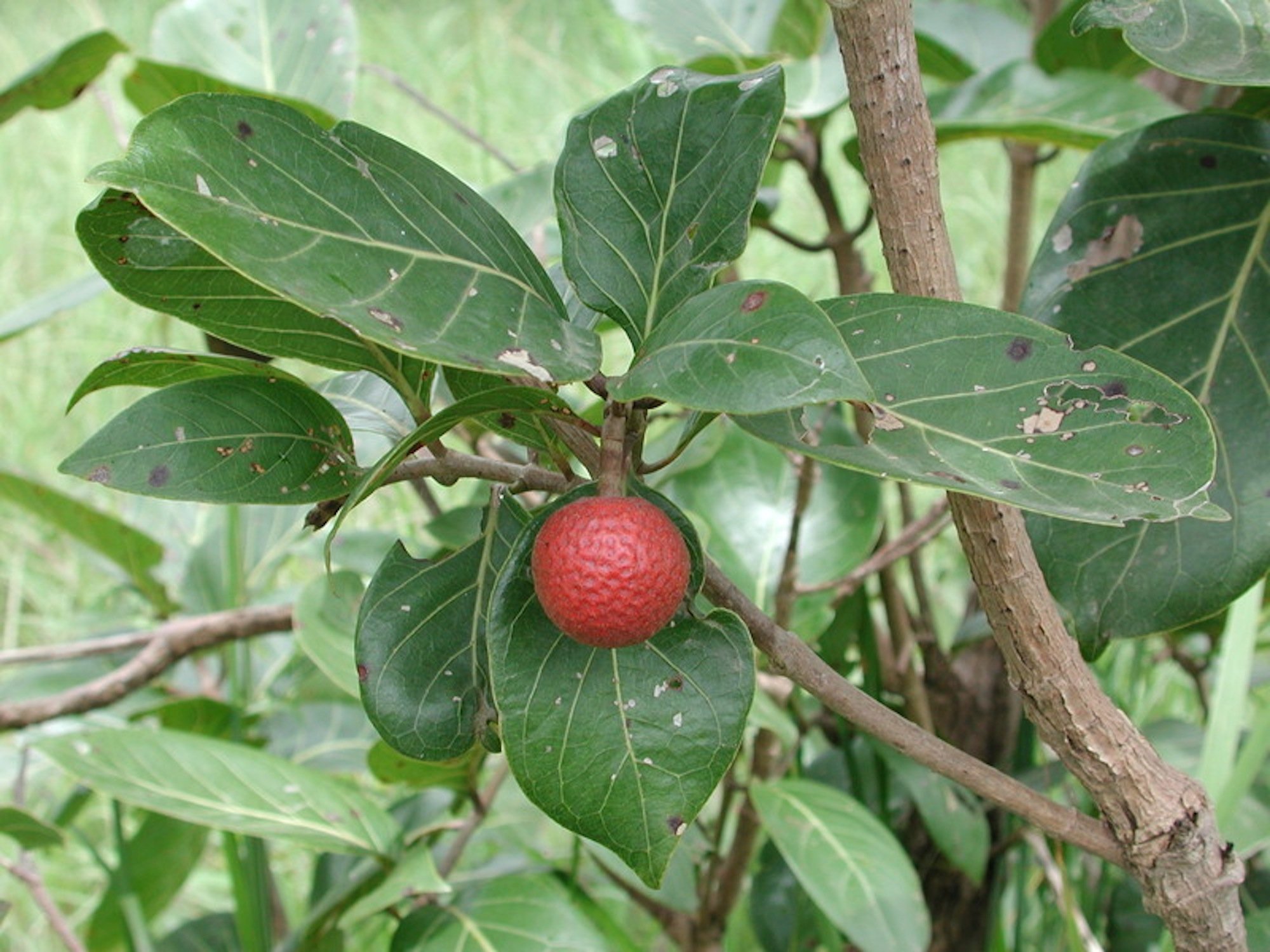 Nauclea latifolia: Die Heilpflanze ist unter anderem in Burkina Faso beheimatet und enthält genau den gleichen Wirkstoff, den Grünenthal in den 1970-er Jahren synthetisch entwickelt hat. Die Pflanze wird von den Einheimischen traditionell zur Schmerzlinderung und gegen die Symptome von Malaria genutzt.