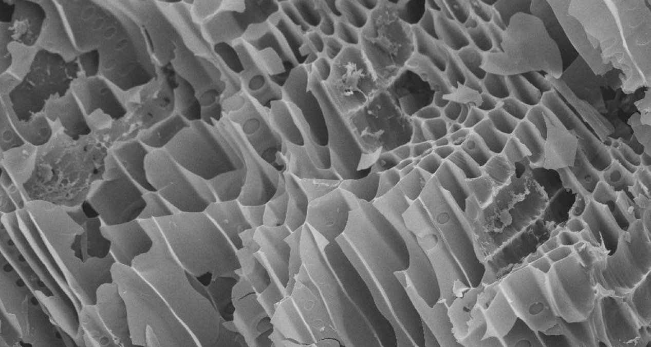 Pflanzenkohle in einer hochauflösenden elektronenmikroskopischen Aufnahme. 