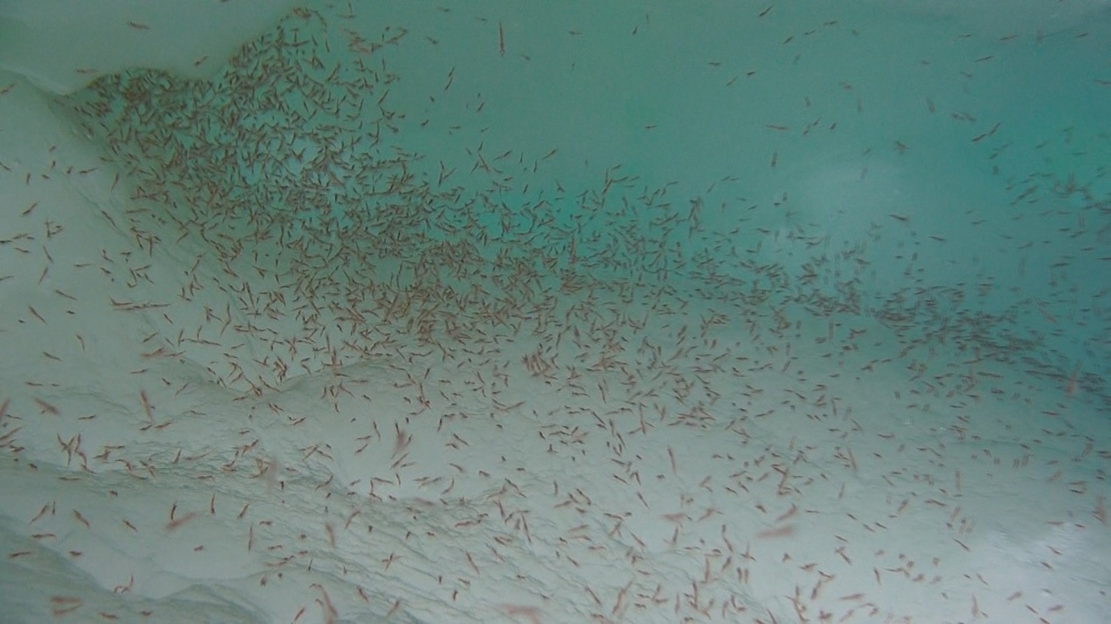 Taucher konnten beim Winterexperiment mit der Polarstern riesige Schwärme antarktischen Krills unter dem Meereis beobachten. Die Tiere hielten sich tagsüber am häufigsten in der Nähe von Höhlen und Spalten unter dem Meereis auf. 