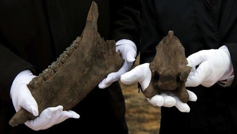 Diese Kostbarkeiten fassen die Archäologen nur mit Handschuhen an: Links ist der Unterkiefer und rechts der Halswirbel eines etwa 130 000 Jahre alten Pferdeskeletts zu sehen.