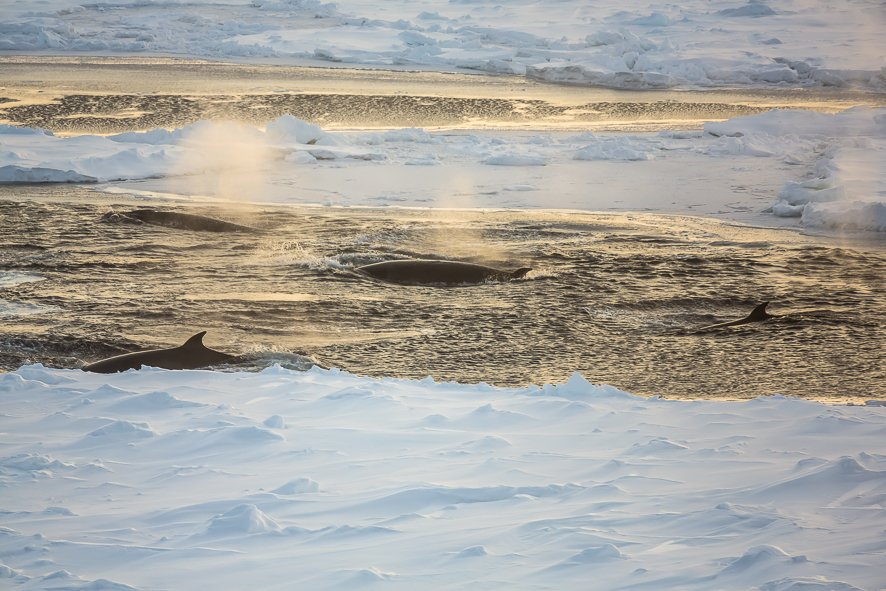 Minkwale sind im antarktischen Winter schwer optisch zu beobachten: Sie verbringen die meiste Zeit unter der Wasseroberfläche und tauchen nur zum Atmen in den seltenen Löchern im Meereis auf.