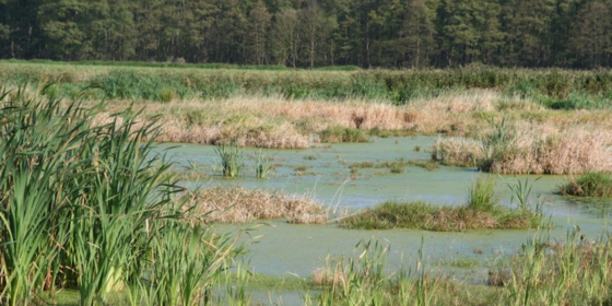 Vor zwei Jahren war das Moor Polder Kieve noch für die Landwirtschaftsnutzung trockengelegt. Heute ist es wiedervernässt, CO2-neutral und bietet neuen Lebensraum für bedrohte Tierarten. Ein einzelnes Zertifikat zur Aufrechterhaltung des Projektes kostet 35 Euro.