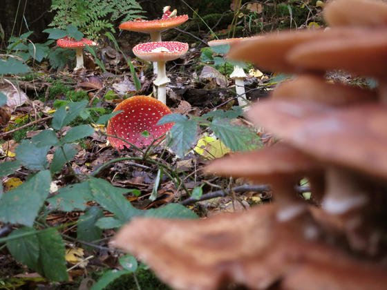 Pilze spielen eine besondere Rolle für Bäume, um sich an verschiedene Standorte anpassen zu können. Auch bei der Bewältigung von Baumstress und des Klimawandel sind Pilze wichtiger als bislang bekannt, haben Forstwissenschaftlerinnen der Universität Göttingen.