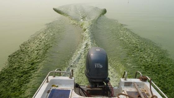 "Algenblüte":  Bei starker Sonneneinstrahlung und Düngemittelrückständen im Wasser vermehren sich Cyanobakterien explosionsartig. 