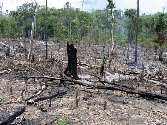 Der Wald brennt in der Nähe des geschützten Nationalparks von Peten in Guatemala: In den vergangenen zwölf Jahren hat sich die weltweite Waldfläche weiter verringert.