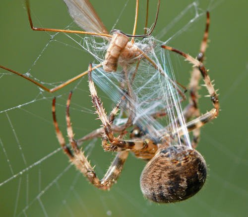 Eine Gartenkreuzspinne zieht mit den Beinen Spinnenfäden aus den Spinnwarzen an ihrem Hinterleib heraus. Spinnenfäden haben hervorragende Eigenschaften, so dass man versucht, sie künstlich herzustellen.