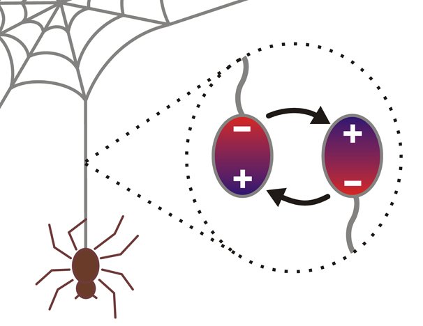 Wenn Spinnen mit rasanter Geschwindigkeit bis zu einem Meter Faden pro Sekunde produzieren, sind auch ungewöhnliche elektrostatische Wechselwirkungen zwischen den Proteinen im Spiel.