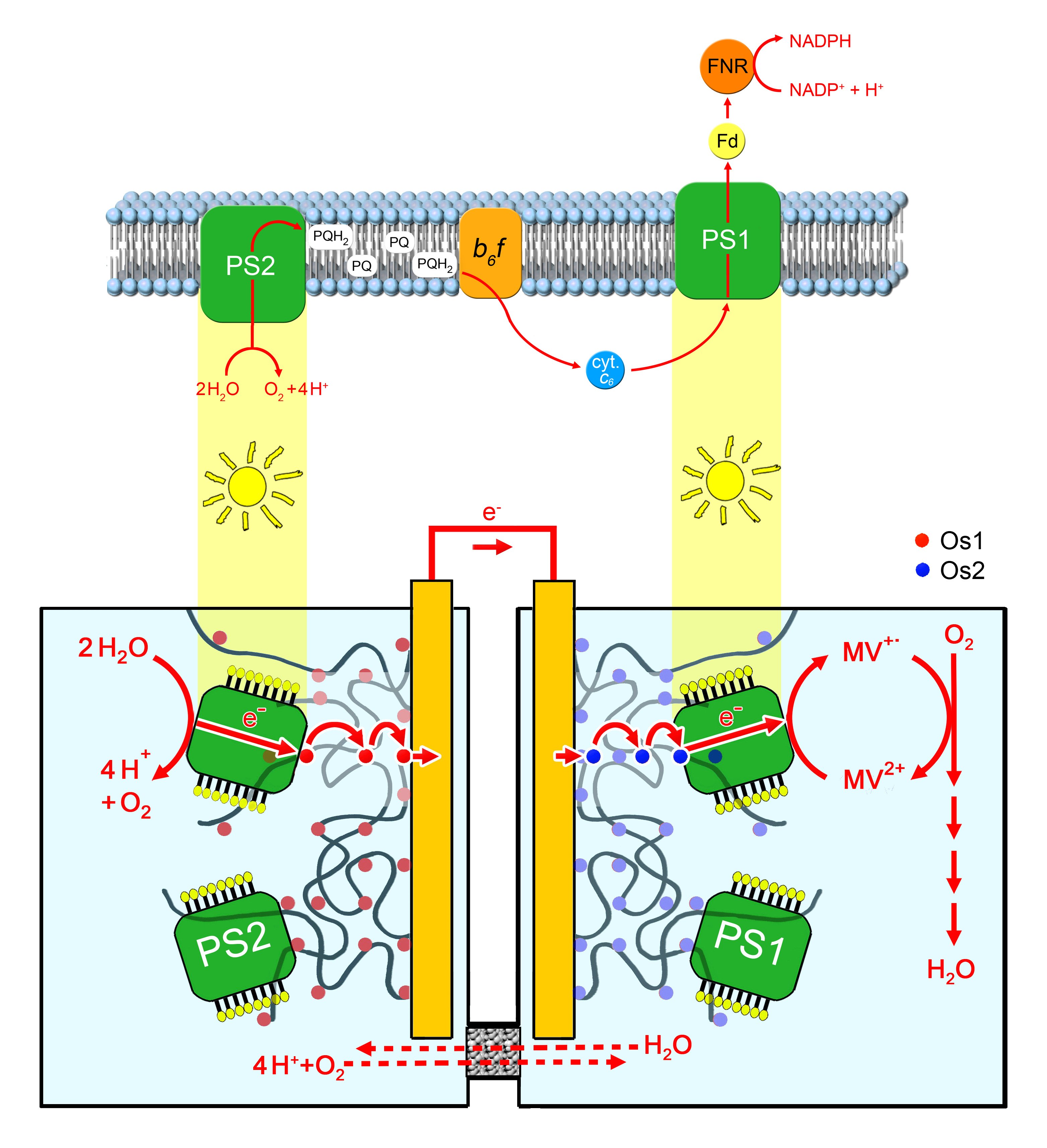 Die neue Bio-Solarzelle besteht aus zwei Kammern: In der ersten bewirkt der Proteinkomplex „Photosystem 1“ (PS1) die Abspaltung von Elektronen aus Wassermolekülen. Diese fließen über Elektroden in die zweite Kammer. Dort koppelt sie PS2 an Sauerstoff und es entsteht Wasser. Angetrieben wird das System von Lichtenergie.