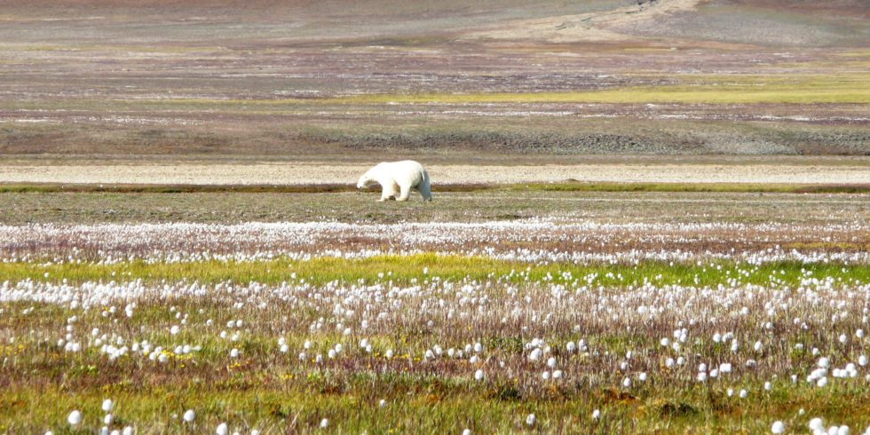 Ein Eisbär auf einer aufgetauten Blumenwiese: Im Sommer tauen auch die Permafrostzonen Sibiriens immer länger auf.