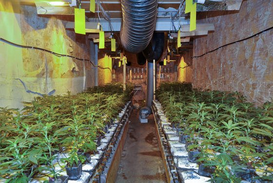 Cannabis-Produktion mit 2000 Pflanzen in einem Wohnhaus: In Großbritannien hat der Anbau so zugenommen, dass die Energieversorger nun Fahndungseinheiten bilden, um dem illegalen Abzapfen von Strom für den Cannabis-Anbau auf die Spur zu kommen.