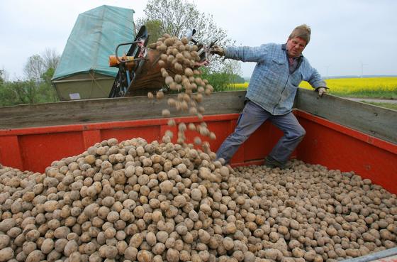 In Bütow im Müritzkreis wurde am 5. Mai 2009 erstmals die gentechnisch manipulierte Kartoffel Amflora ausgesäht. Unter amtlicher Aufsicht wurden die Kartoffeln auf 20 Hektar in den Boden eingebracht. Jetzt hat der Europäische Gerichtshof die Zulassung des Anbaus aufgehoben. Allerdings wird die Kartoffel schon seit 2010 nicht mehr in Deutschland angebaut.