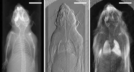 Erste In-Vivo-Phasenkontrasttomographie einer Maus: Während sich auf dem klassischen Röntgenbild (links) kein Weichteil erkennen lässt, zeigen die Phasenkontrastbilder deutlich den Zustand der Lunge. Bislang liefert solche Aufnahmen nur ein teurer Magnetresonanztomograph.