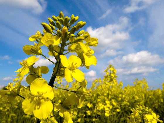 Agrarfirmen und Landwirte wollen Ernteausfälle bei Raps durch bestimmte Insektengifte verhindern.