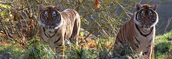 Sich geräuschlos an Tiere heranschleichen, kann der von Matthew Dunabin und Ashley Tews entwickelte vierrädrige Roboter.