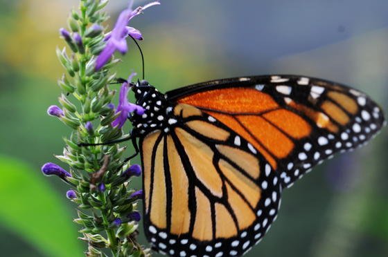 Ein Monarchfalter (Danaus plexippus) im National-Zoo von Nicaragua in Managua. Wissenschaftler haben herausgefunden, dass die Tiere bei ihren Wanderungen zur Orientierung nicht nur die Sonne, sondern auch einen magnetischen Kompass nutzen.