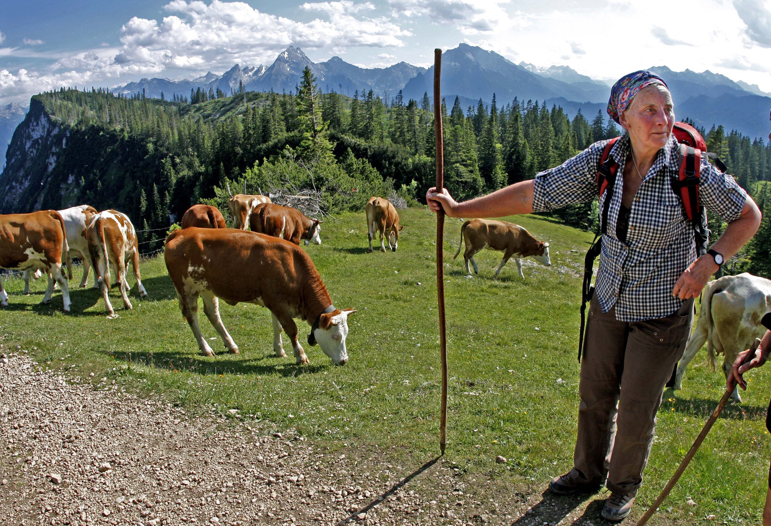 Almabtrieb in den bayerischen Alpen: Biologisch arbeitende landwirtschaftliche Betriebe müssen auch zusätzliche Lebensräume schaffen, um die Artenvielfalt zu fördern.