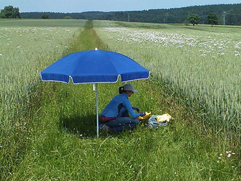 Eine Wissenschaftlerin sammelt Regenwürmer im Grasstreifen zwischen zwei Feldern. 