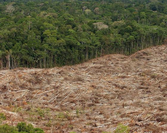 Indonesien verwandelt immer größere Regenwaldflächen in Palmölplantagen. Bis zum Jahr 2025 will das Land die Plantagenfläche von derzeit zehn auf 26 Millionen Hektar vergrößern.