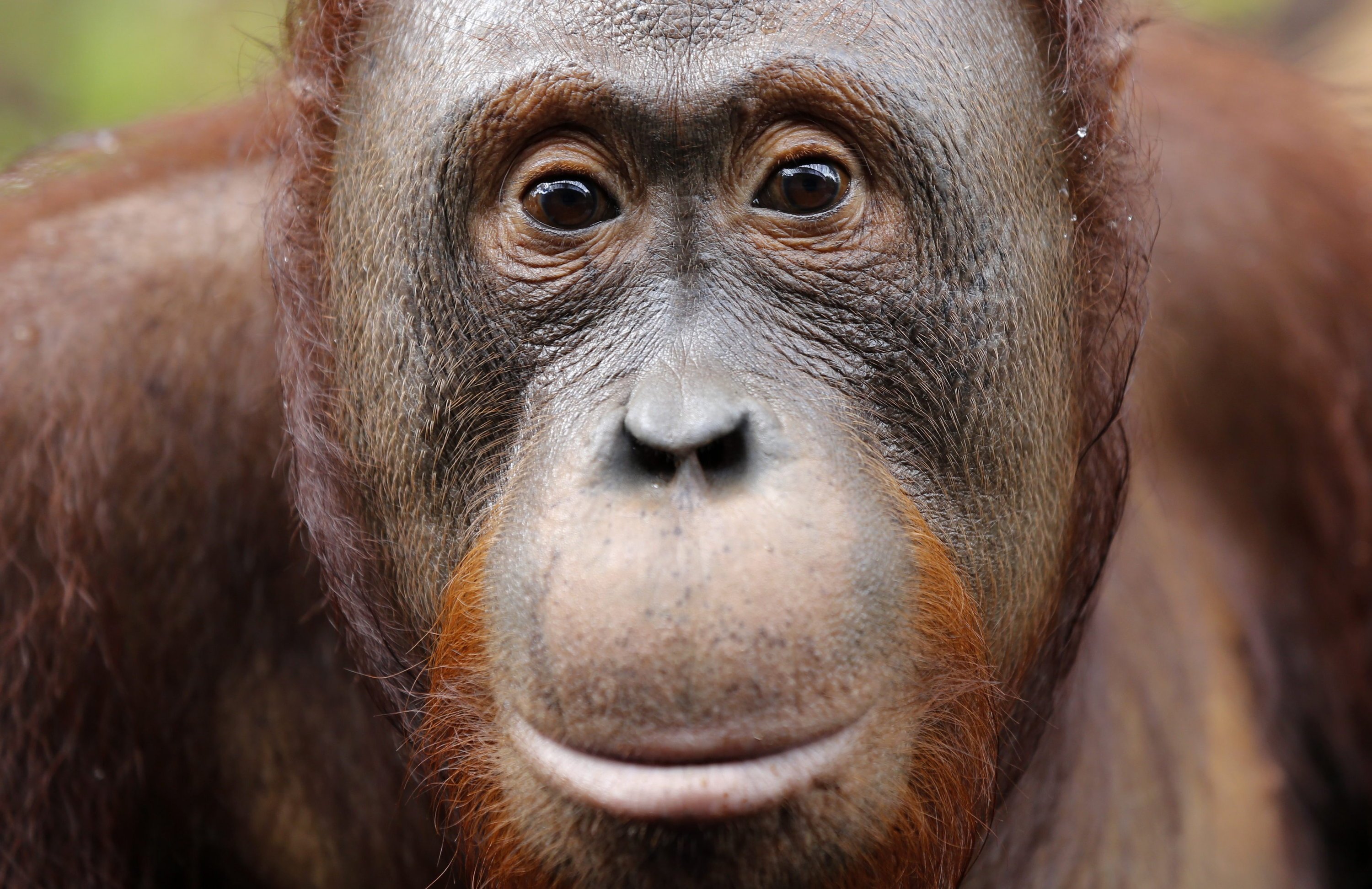 In Indonesien kämpft der Orang Utan bereits um sein Überleben. Die riesigen Palmölplantagen bieten ihm keinen adäquaten Ersatz für sein eigentliches zu Hause: den Regenwald.