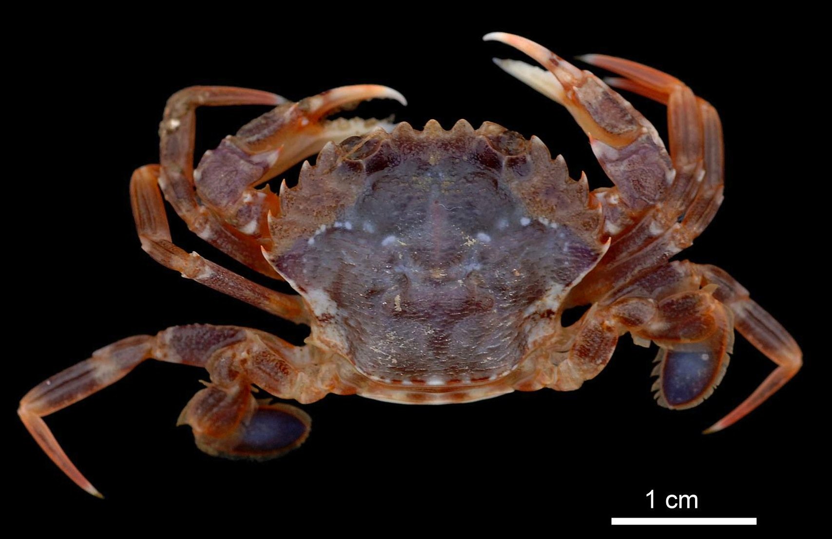 Die ozeanische Schwimmkrabbe Liocarcius depurator ist mittlerweile ein dominantes Element in der Helgoländer Tiefen-Rinne.