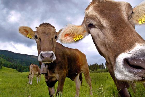 Kühe auf einer Almwiese bei Trauchgau/Ostallgäu: Umweltschädliches Ammoniak entsteht, wenn Mikroorganismen Harnstoff und Eiweiß der Exkremente zersetzen. 