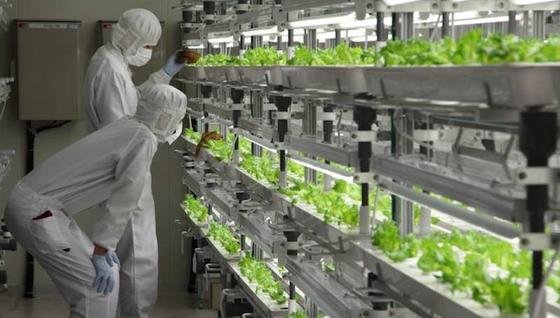 Fujitsu ist mit seinem in Reinräumen gezüchteten Salaten bereits auf dem Markt. Das Blattgemüse hat einen großen Vorteil: Es ist zwei Monate lang im Kühlschrank haltbar.